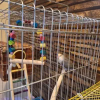 کوتوله برزیلی