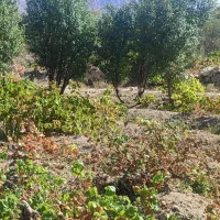 شیره انگور تازه صددر صد خالص و طبیعی مامان پز|خوردنی و آشامیدنی|تهران, هروی|دیوار