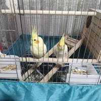 یک جفت عروس هلندی با ۳تا جوجه