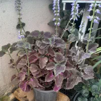 گل طبیعی.کاکتوس.حسن یوسف.قاشقی و.|گل و گیاه طبیعی|گلبهار, شهر جدید گلبهار|دیوار