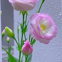 زمین باغی . مسکونی.ویلا باغ