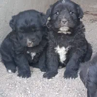 واگذاریتولهقهدریجانی