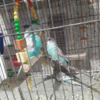 مرغ عشق|پرنده|گلبهار, شهر جدید گلبهار|دیوار