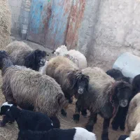 میش وبره ترکی بختیاری روزگاری|حیوانات مزرعه|کربال, |دیوار