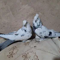 کبوتر پر اصفهانی صداکن|پرنده|لاران, |دیوار