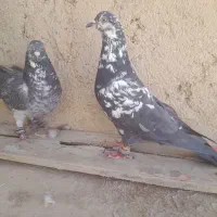 یک جفت سوسکی