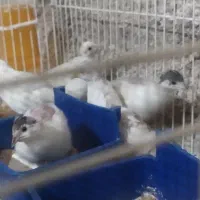 بلدرچین مینیاتوری برفی وابلق