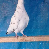 یک عدد نر خال پیس