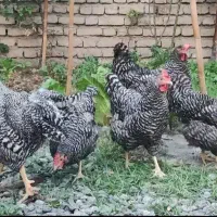 خروس آمروک پلیموت