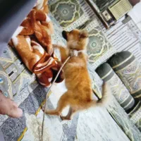 سگ پا کوتاه خانگی|سگ|ایرانشهر, |دیوار