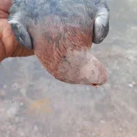 کبوتر|پرنده|زیباشهر, |دیوار