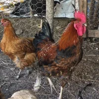 فروش خروس محلی گلپایگانی|حیوانات مزرعه|کلاردشت, |دیوار