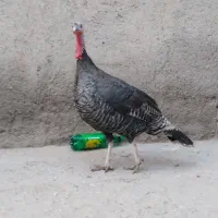 بوقلمون ماده چاق