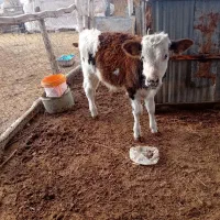 گوساله سیمینتال|حیوانات مزرعه|انبارآلوم, |دیوار