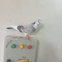 کفتر پشت دار اطلسی|پرنده|ورامین, خیر آباد|دیوار