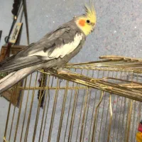 عروس هلندی و مرغ عشق