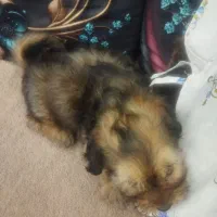 فروش سگ به طور توافقی همراه  با ساک حمل