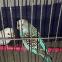 عروس هلندی و مرغ عشق|پرنده|مشهد, حجت|دیوار