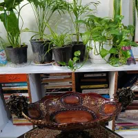 شکلات خوری|ظروف سرو و پذیرایی|تهران, خواجه نظام الملک|دیوار