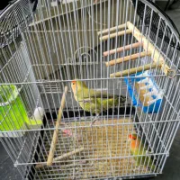 طوطی برزیلی