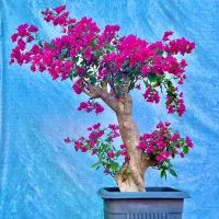 بونسای گل کاغذی تنه دار