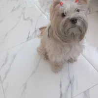 پانسیون سگ|خدمات پیشه و مهارت|چهارباغ, |دیوار