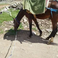 اسب|اسب و تجهیزات اسب‌سواری|سقز, |دیوار