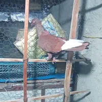 3تا کبوتر رنگی|پرنده|الوند, |دیوار