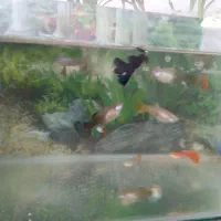 ماده  شکم پر و نر