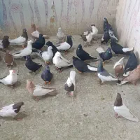 دسته رنگی و دورگ