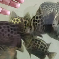 آکواریوم چینی با لوازم و ماهی|ماهی|مشهد, کوی ولیعصر|دیوار