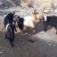 ۵راس بزغاله چاق