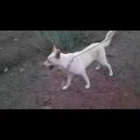 سگ هاسکی نر|سگ|چناران, |دیوار