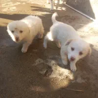 سگ پاکوتاه نر و ماده