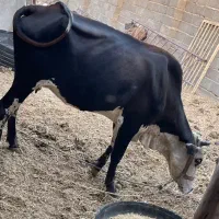 فروش گاو آبستن به همراه گوساله
