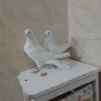 نرماد سفید|پرنده|خمینی‌شهر, |دیوار