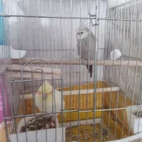 عروس هلندی|پرنده|تهران, جوادیه تهرانپارس|دیوار