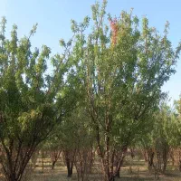 باغ-کشاورزی-اجاره-یکساله-8-جریب