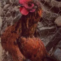 مرغ و خروس محلی