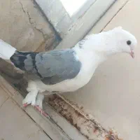 کبوتر زاغ کله ماستی پشت سبز شازده سبز قاره