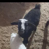 بره نر شیری چوپان