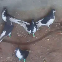 کبوتر|پرنده|زبرخان, |دیوار