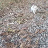 واگذاری‌توله‌سگ‌پاکوتاه نژاداشپیترز|سگ|اصلاندوز, |دیوار