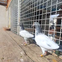 کبوتر تیدی پاکستانی|پرنده|رشت, تازه آباد|دیوار