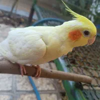 عروس هلندی گمشده(مژده خوب)