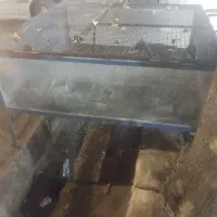 فروش مغازه مرغ ماهی|فروش مغازه و غرفه|یاسوج, |دیوار