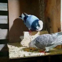 پنج تا کفتر معاوض با مرغ یا قناری