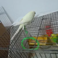 مرغ عشق اماده تخم گذاری|پرنده|بومهن, |دیوار