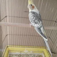 عروس هلندی ماده بالغ به شرط سالم ارسالم دارم