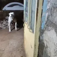 سگ داگو فروشی قیمت ۲۰